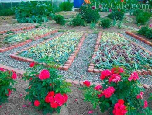 Плодовые деревья на участке. Классический плодовый сад 12