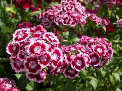 Туя на кладбище. Какую тую лучше посадить на кладбище, можно ли сажать и как правильно ухаживать, фото