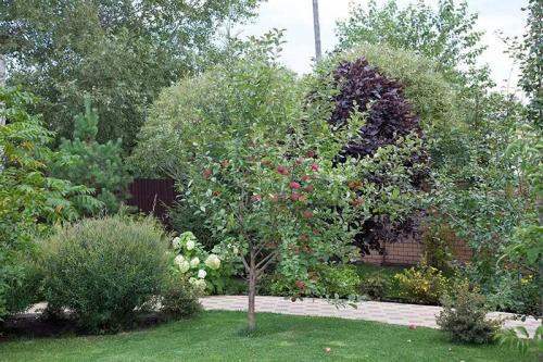 Плодовые деревья на участке. Классический плодовый сад 03