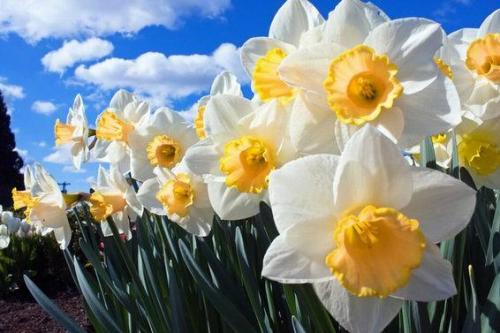 Туя на кладбище. Какую тую лучше посадить на кладбище, можно ли сажать и как правильно ухаживать, фото