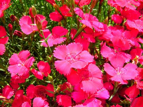 Туя на кладбище. Какую тую лучше посадить на кладбище, можно ли сажать и как правильно ухаживать, фото