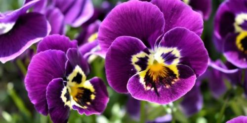 Туя на кладбище. Какую тую лучше посадить на кладбище, можно ли сажать и как правильно ухаживать, фото