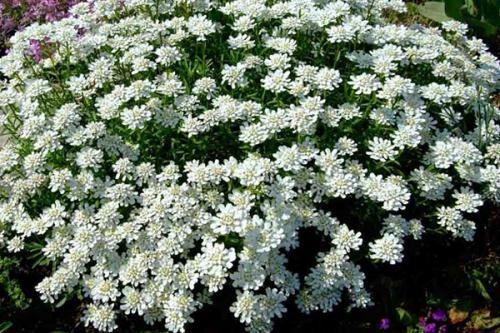 Что посадить на кладбище без полива. Цветы на могиле