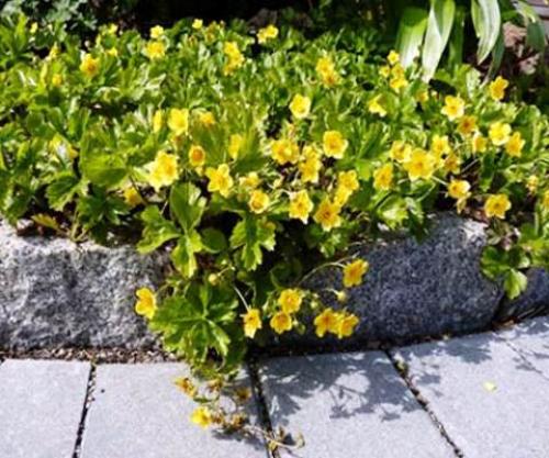 Что посадить на кладбище без полива. Цветы на могиле