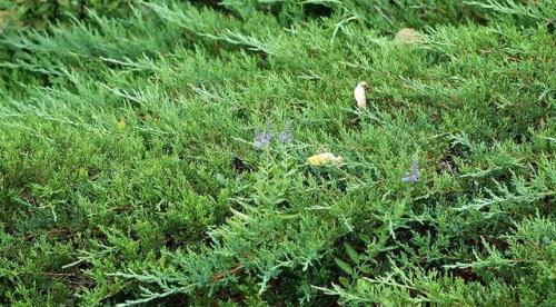 Туя на кладбище. Какую тую лучше посадить на кладбище, можно ли сажать и как правильно ухаживать, фото