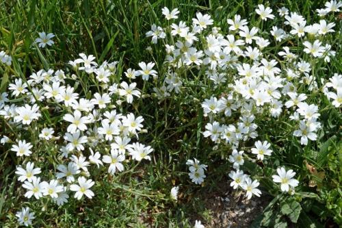Что посадить на кладбище без полива. Цветы на могиле