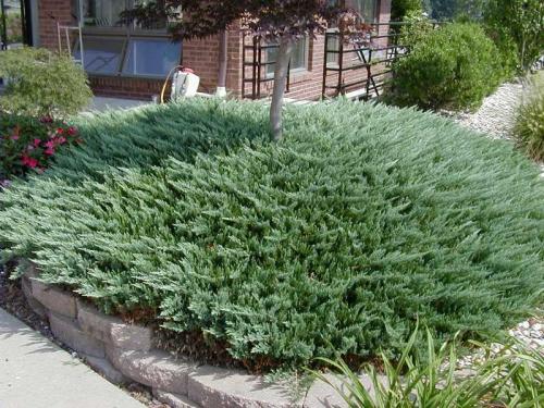 Что посадить на кладбище без полива. Цветы на могиле