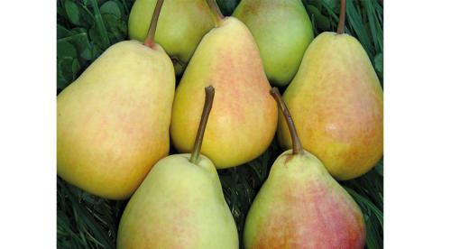 Плодовые деревья на участке. Классический плодовый сад 01