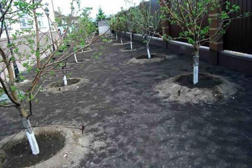 Плодовые деревья на участке. Классический плодовый сад 04