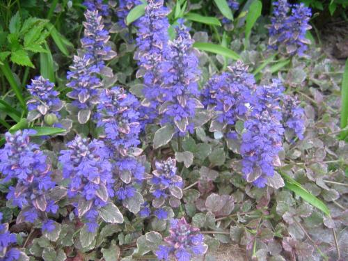 Что посадить на кладбище без полива. Цветы на могиле