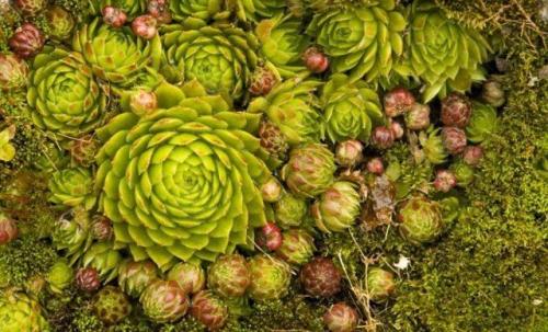 Туя на кладбище. Какую тую лучше посадить на кладбище, можно ли сажать и как правильно ухаживать, фото