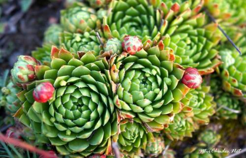 Что посадить на кладбище без полива. Цветы на могиле