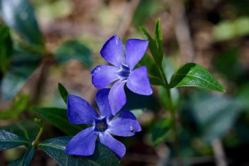 Туя на кладбище. Какую тую лучше посадить на кладбище, можно ли сажать и как правильно ухаживать, фото