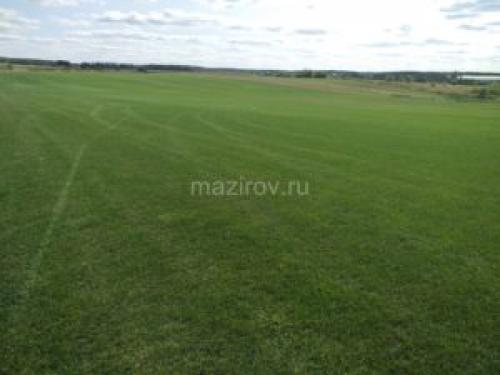 Цветы для газона. Растения для мавританского газона: купить или составить смесь самому?