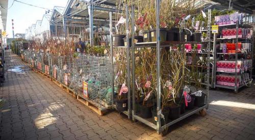 В какое время лучше производить посадку плодовых деревьев. Осенью 02