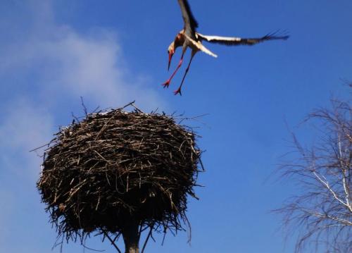 Гнездо аиста на дереве. Гнездо аиста – узнайте где строят гнезда аисты и как привлечь внимание молодого аиста к своему участку (115 фото + видео)