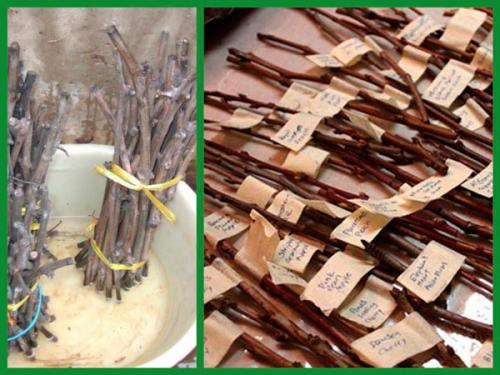 10 важных правил посадки деревьев от опытного садовника. Особенности 01 10 важных правил посадки деревьев от опытного садовника. Особенности 01