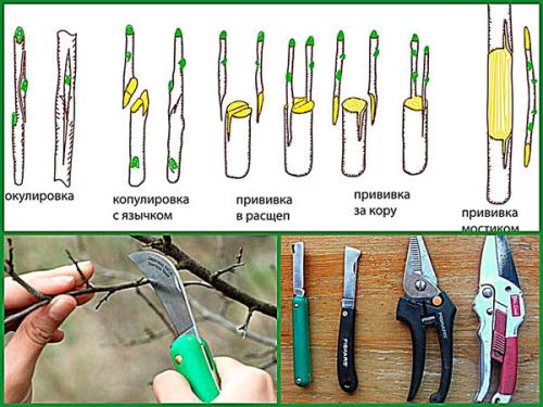 10 важных правил посадки деревьев от опытного садовника. Особенности 02 10 важных правил посадки деревьев от опытного садовника. Особенности 02