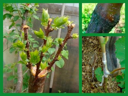 10 важных правил посадки деревьев от опытного садовника. Особенности 03 10 важных правил посадки деревьев от опытного садовника. Особенности 03