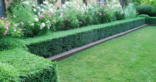 Зеленая изгородь быстрорастущая и дешёвая. Кустарники для живой изгороди: названия и фото