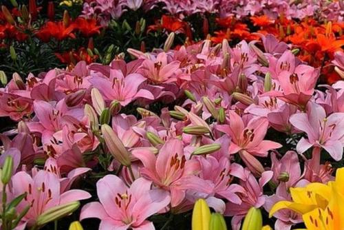 Схемы цветников из многолетников с разбивочными чертежами. Клумбы из многолетних цветов фото и готовые схемы