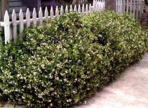 Зеленая изгородь быстрорастущая и дешёвая. Кустарники для живой изгороди: названия и фото