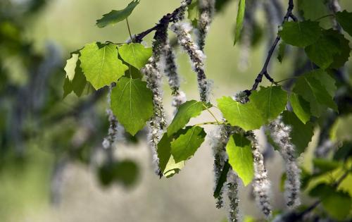 Какие деревья нельзя спиливать приметы. Приметы и суеверия, связанные с деревьями
