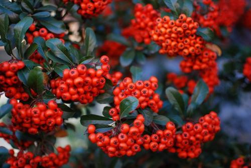 Какие деревья можно и нельзя сажать возле дома. Какие деревья нельзя сажать возле дома, или Верите ли вы в народные приметы? 20