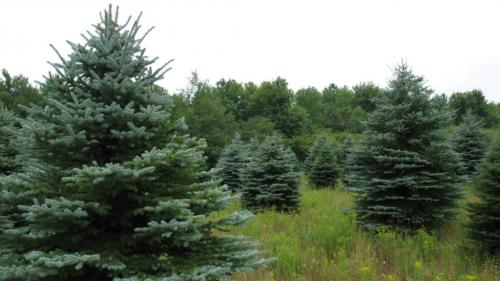 Какие деревья нельзя спиливать приметы. Приметы и суеверия, связанные с деревьями