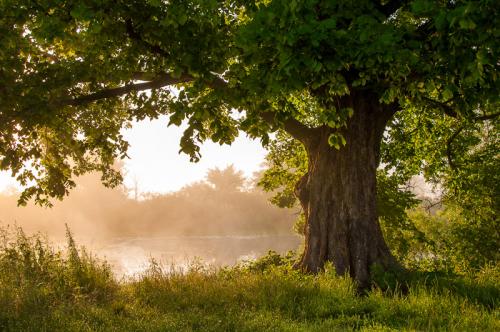 Какие деревья нельзя спиливать приметы. Приметы и суеверия, связанные с деревьями