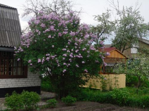 Почему нельзя сажать сирень возле дома. Положительные и отрицательные приметы, касающиеся сирени возле дома