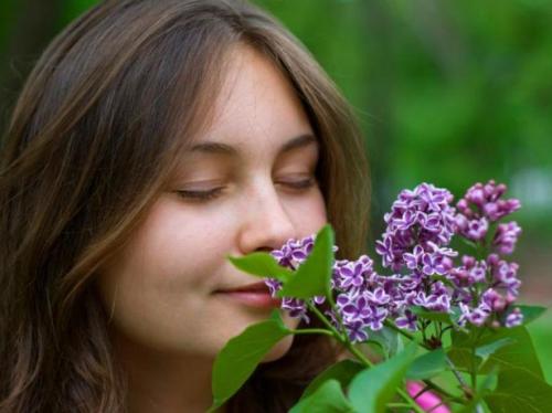Почему нельзя сажать сирень возле дома. Положительные и отрицательные приметы, касающиеся сирени возле дома