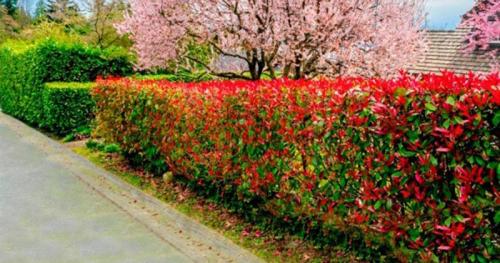 Декоративная изгородь для забора из растений. Кустарники для живой изгороди: названия и фото