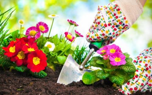 Красивые клумбы из многолетних цветов на даче. Клумбы из многолетников: инструкция для начинающих, как красиво оформить клумбу непрерывного цветения своими руками (200 фото идей)