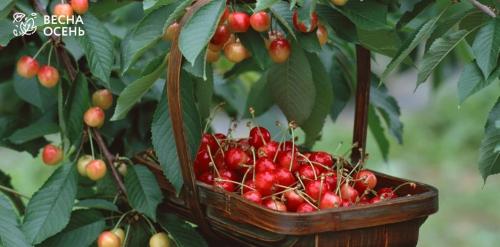 Когда же лучше приступать к посадке деревьев. Добавление статьи в новую подборку 05