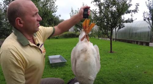 Гусята линда. Гуси Линда: содержание и уход, таблица веса, фото и видео породы