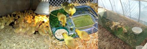 Как выглядят гусята. 2 типа питания 07