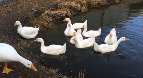 Гусята линда. Гуси Линда: содержание и уход, таблица веса, фото и видео породы