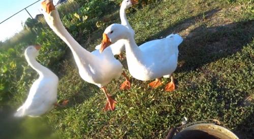 Гусята линда. Гуси Линда: содержание и уход, таблица веса, фото и видео породы