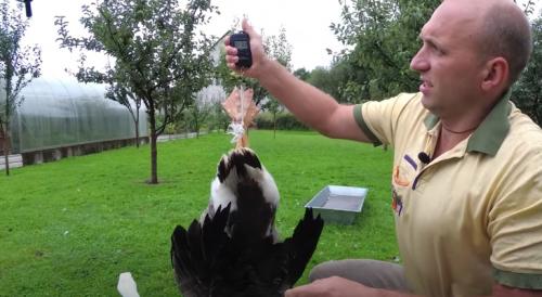Гусята линда. Гуси Линда: содержание и уход, таблица веса, фото и видео породы