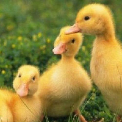 Как выглядят двухнедельные гусята. Выращивание гусят в домашних условиях