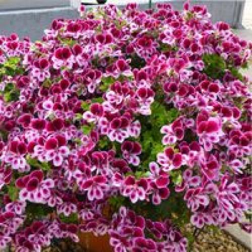 Пеларгония королевская уход в открытом грунте. Как вырастить королевскую герань – тонкости и секреты