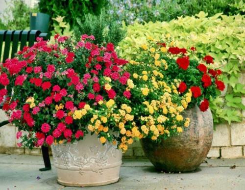 Пеларгония на даче в открытом грунте. Уход за пеларгонией