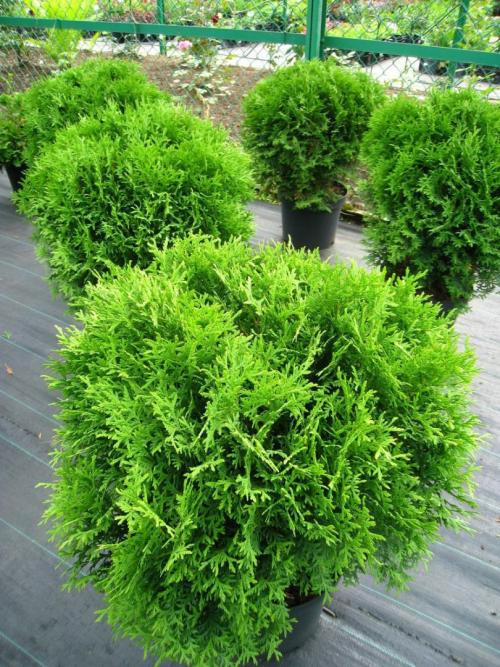 Какие деревья можно посадить возле дома для красоты. Какое дерево посадить возле дома — узнайте, какие деревья создадут уют и успокаивающее умиротворение в вашем саду! (фото и видео)