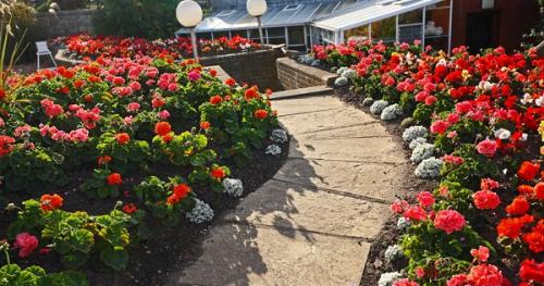 Пеларгония на даче в открытом грунте. Уход за пеларгонией