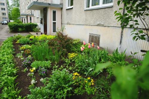 Какие деревья можно посадить возле дома для красоты. Какое дерево посадить возле дома — узнайте, какие деревья создадут уют и успокаивающее умиротворение в вашем саду! (фото и видео)