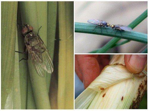 Соль в огороде применение. Как дачнику поможет соль: 8 способов применения на огороде