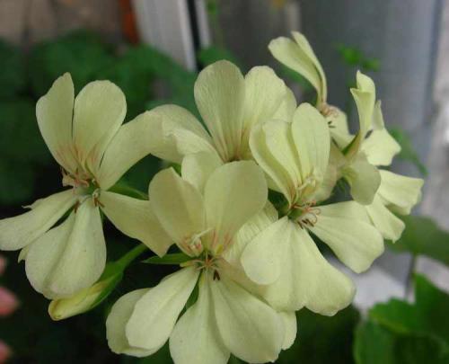 Желтая пеларгония