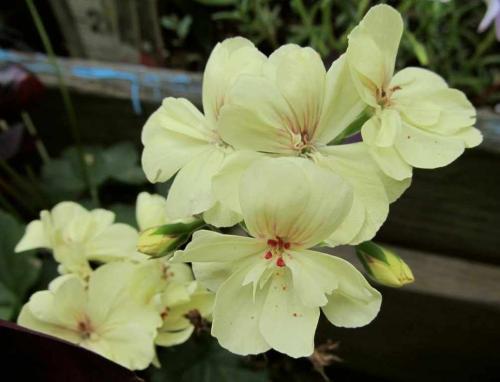 Желтая пеларгония