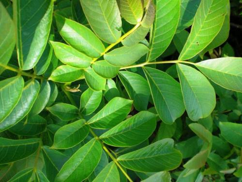 Какие деревья можно посадить возле дома для красоты. Какое дерево посадить возле дома — узнайте, какие деревья создадут уют и успокаивающее умиротворение в вашем саду! (фото и видео)